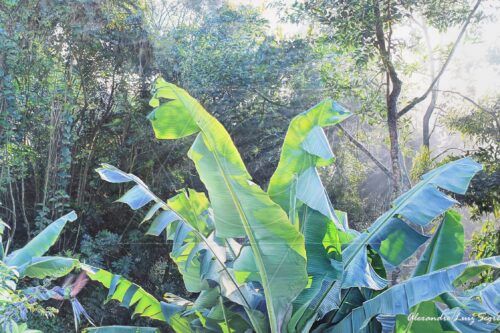 Luz da Manhã - pintura original